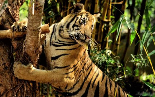 tiger leaning on brown tree branch